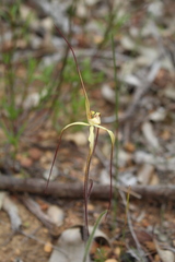 Caladenia xantha