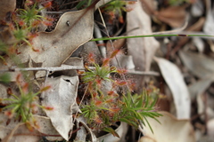 Drosera scorpioides