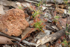 Drosera scorpioides