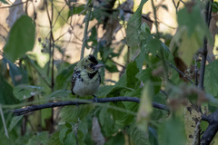 Trachyphonus darnaudii