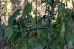 Trachyphonus darnaudii