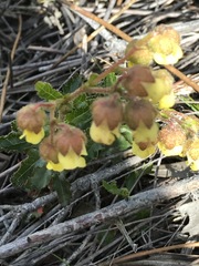 Hermannia grossularifolia