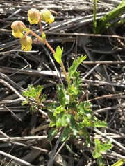 Hermannia grossularifolia
