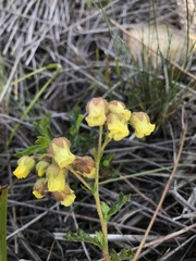 Hermannia grossularifolia