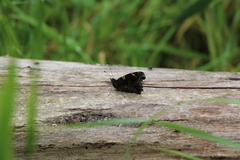 Vanessa atalanta