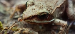 Lithobates sylvaticus image