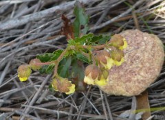 Hermannia grossularifolia