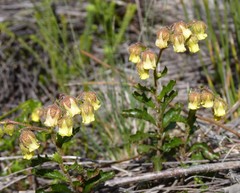 Hermannia grossularifolia