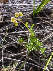 Hermannia grossularifolia