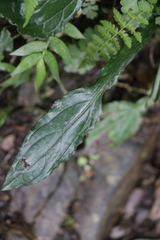 Ainsliaea latifolia