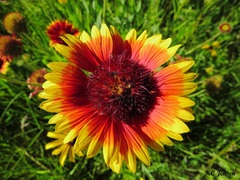 Gaillardia × grandiflora