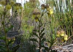 Hermannia grossularifolia