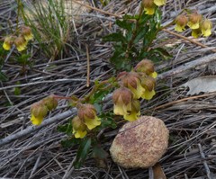Hermannia grossularifolia