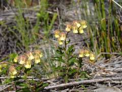 Hermannia grossularifolia