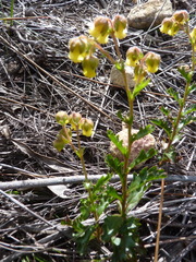 Hermannia grossularifolia
