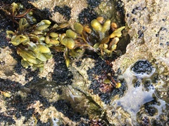 Fucus guiryi