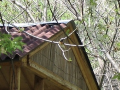 Phoenicurus phoenicurus