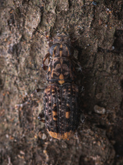 Nessiara variegata