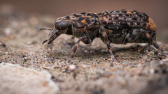 Nessiara variegata