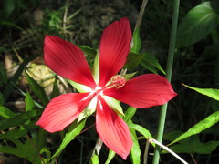 Hibiscus coccineus image