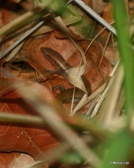 Panaspis maculicollis