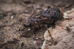 Nessiara variegata