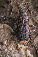 Nessiara variegata