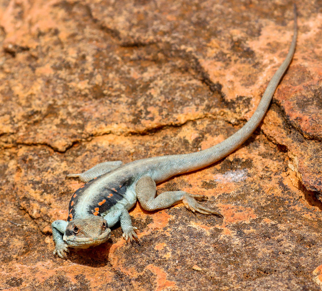 Barrier Range Dragon
