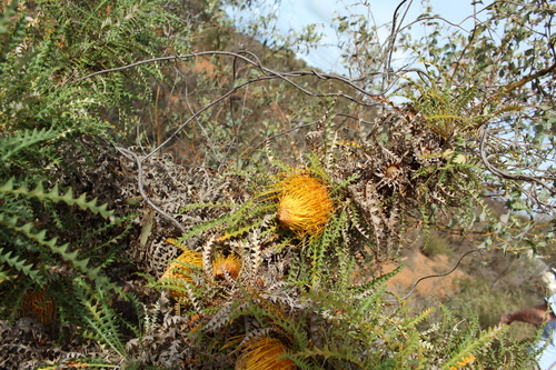 Image of Banksia nobilis by (c) Em Lamond, some rights reserved (CC BY)