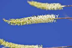 Grevillea pyramidalis