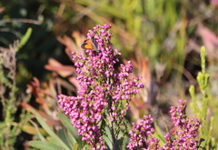 Erica nutans