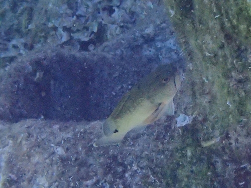 Dusky Grouper