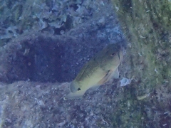 Epinephelidae