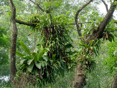Asplenium phyllitidis