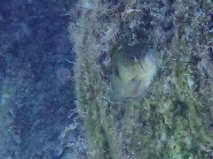 Epinephelidae