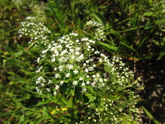 Falcaria vulgaris