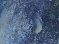 Epinephelidae