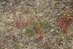 Drosera subhirtella