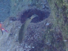 Epinephelidae