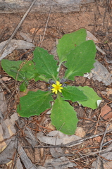 Cymbonotus lawsonianus