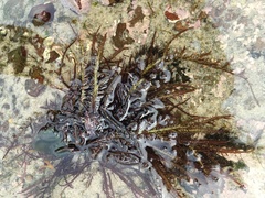 Chondracanthus teedei