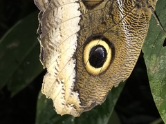 Caligo atreus