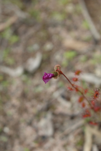 Drosera menziesii