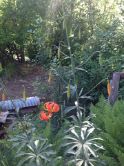 Lilium pardalinum shastense