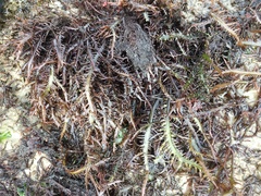 Chondracanthus teedei