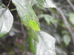 Debrona cervina