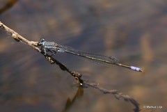 Pseudagrion salisburyense
