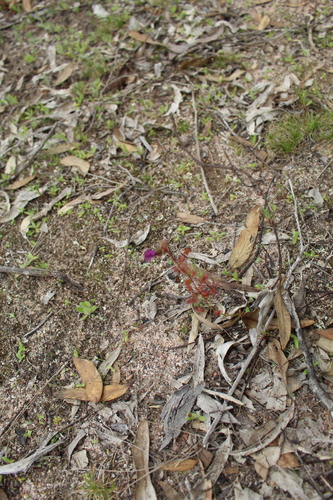 Drosera menziesii