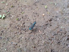 Jansenia azureocincta