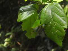 Debrona cervina